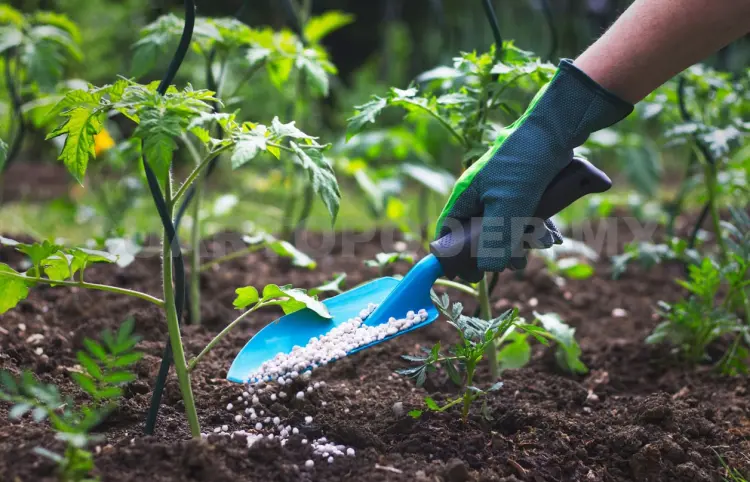 Aplicarán biofertilizantes en cultivos del estado