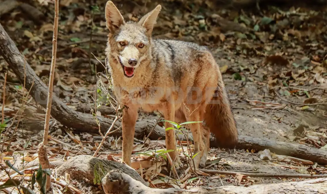Coyote capturado no es el que escapó del ZooMAT