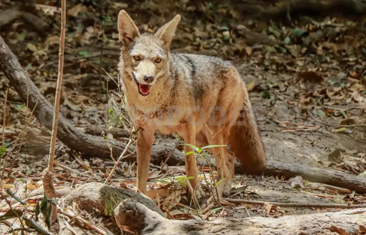 Coyote capturado no es el que escapó del ZooMAT