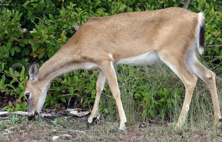 Fauna silvestre, cada vez en mayor riesgo
