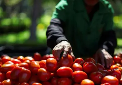 Impondrán aranceles del 20.91 % al tomate mexicano