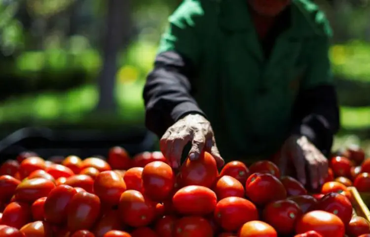Impondrán aranceles del 20.91 % al tomate mexicano