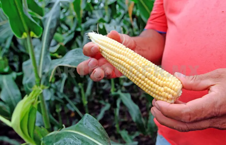 Aumentarán producción de maíz en el sureste
