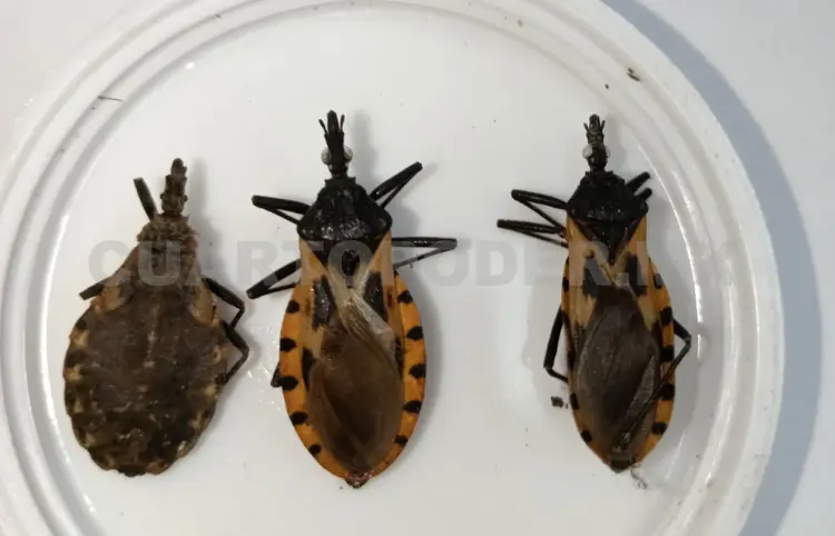 Confirman nueve casos de chagas en la entidad