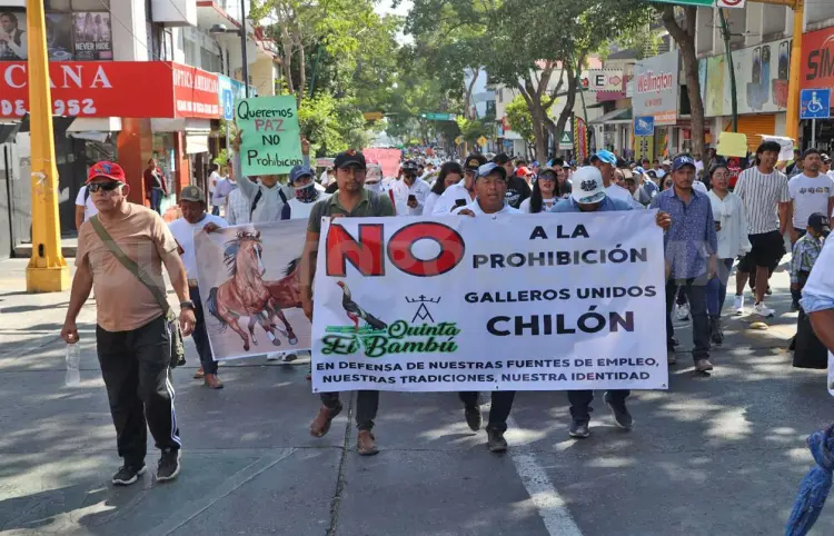 Regresan peleas de gallos, pero con regulación