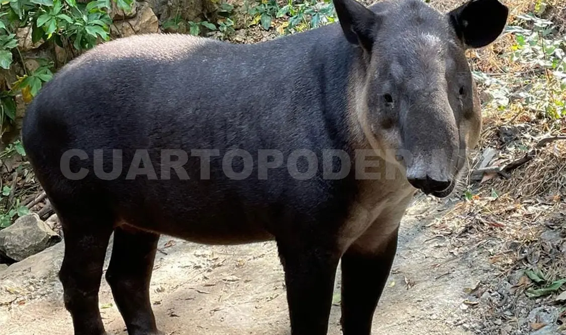Quetzal, tapir y pavón: animales en el ZooMAT