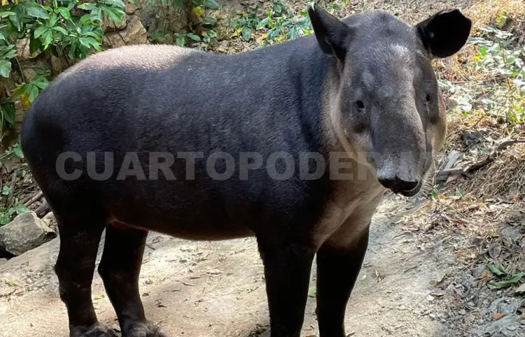 Quetzal, tapir y pavón: animales en el ZooMAT 