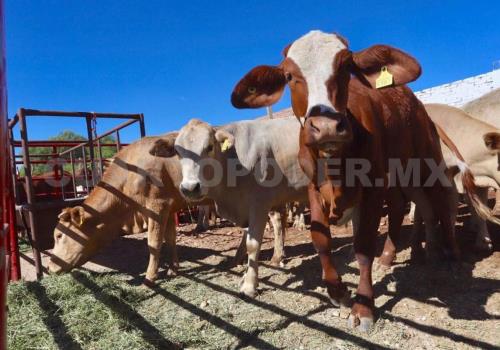 Confirman caso de gusano barrenador en humano
