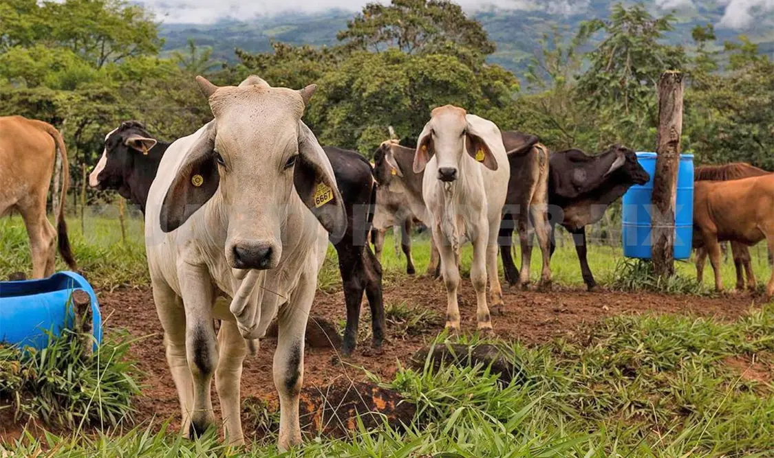 Sin alarma de gusano barrenador en humano