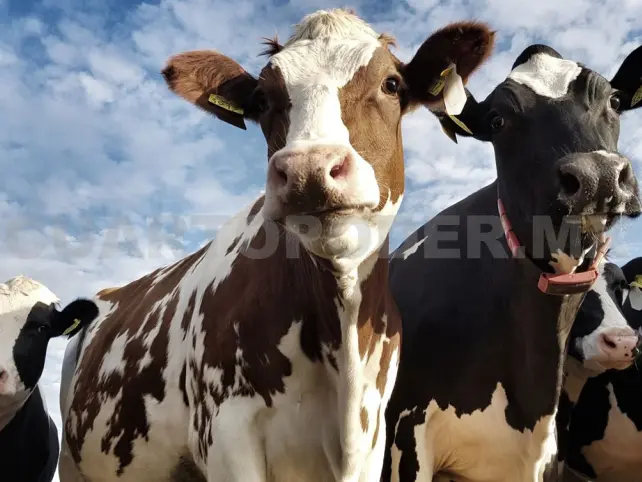 Liberan 125 millones de moscas contra el gusano barrenador