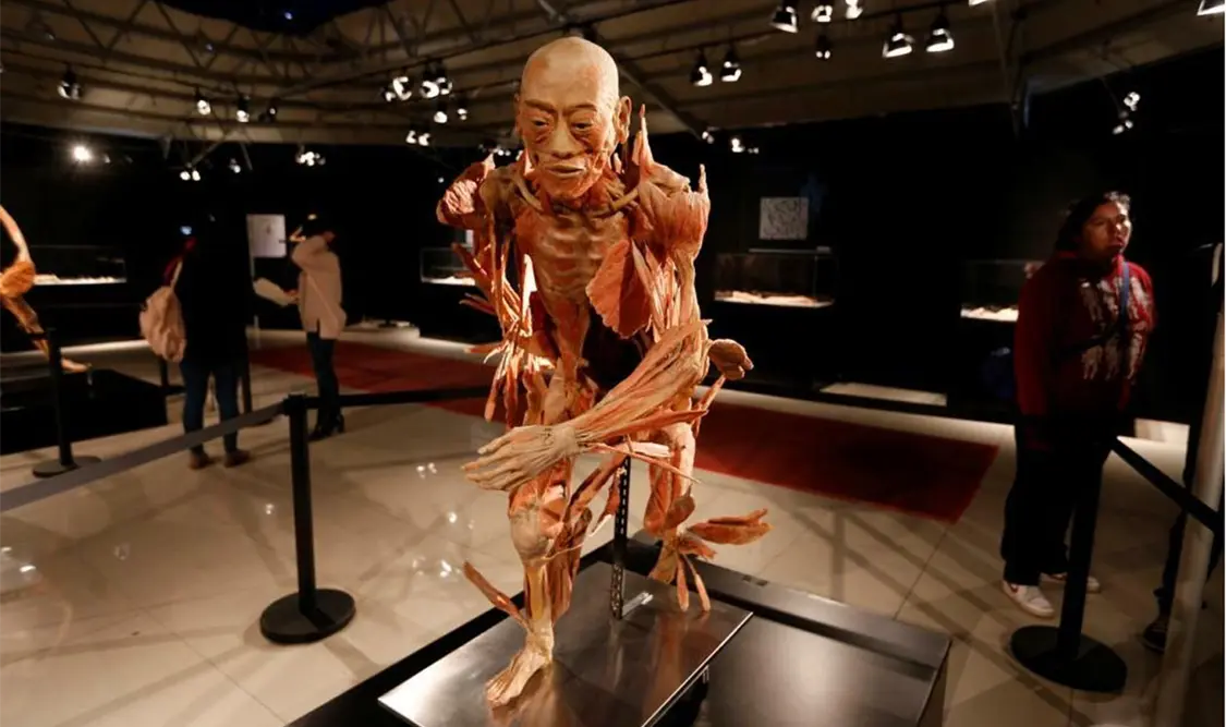 Muestra del cuerpo humano llega a CDMX