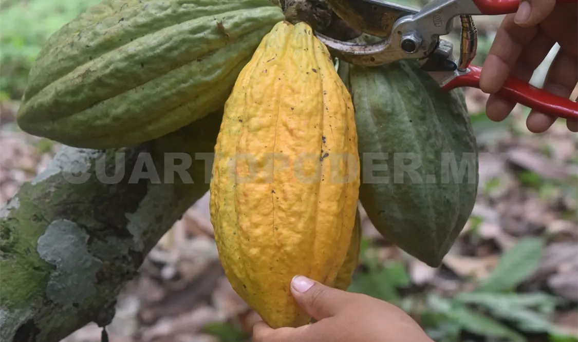 Impulsan nuevas prácticas para cultivo de cacao