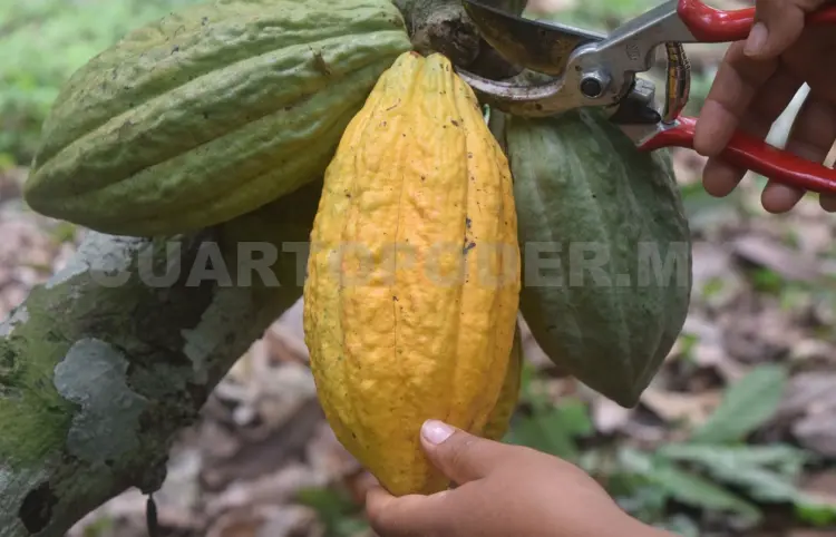 Impulsan nuevas prácticas para cultivo de cacao