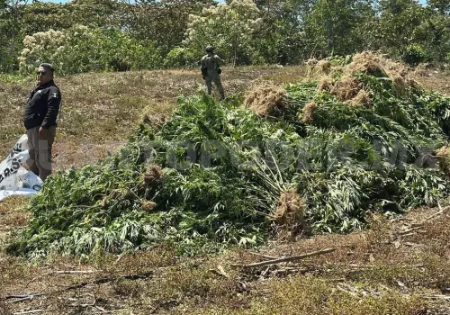 Autoridades aseguran plantío de marihuana