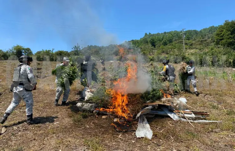FGR DESTRUYE PLANTÍO DE MARIHUANA EN SANTIAGO EL PINAR EN CHIAPAS