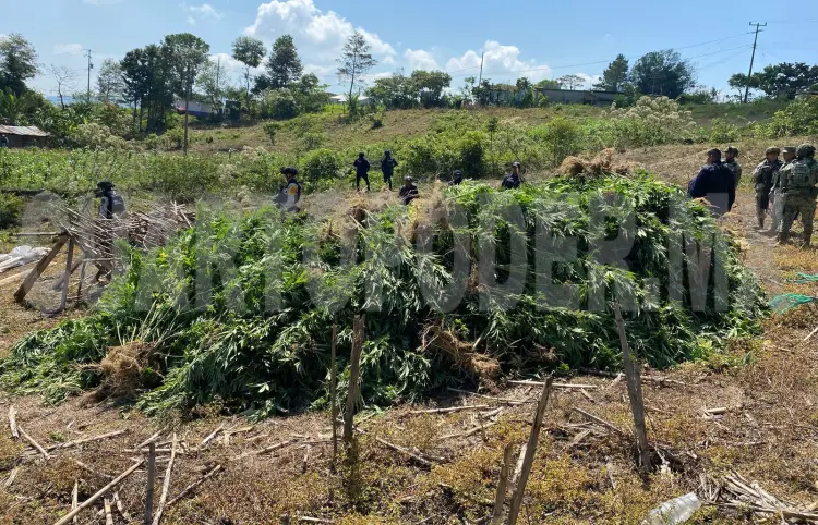 FGR DESTRUYE PLANTÍO DE MARIHUANA EN SANTIAGO EL PINAR EN CHIAPAS