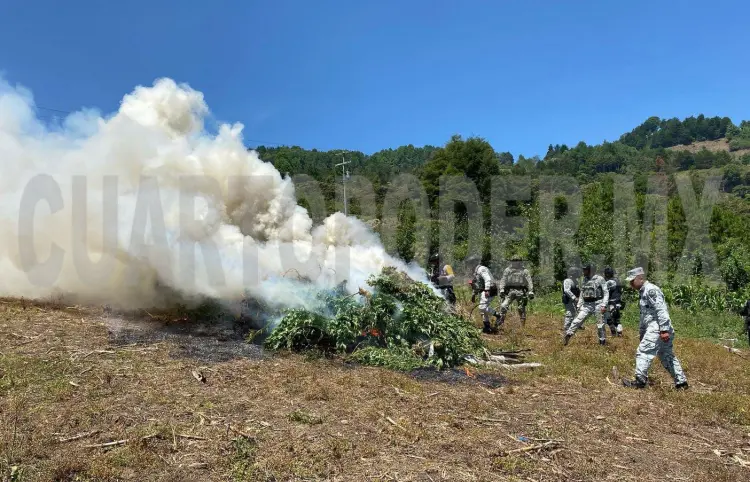 FGR DESTRUYE PLANTÍO DE MARIHUANA EN SANTIAGO EL PINAR EN CHIAPAS