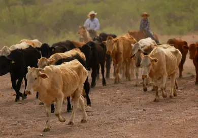 Abordan medidas contra gusano barrenador