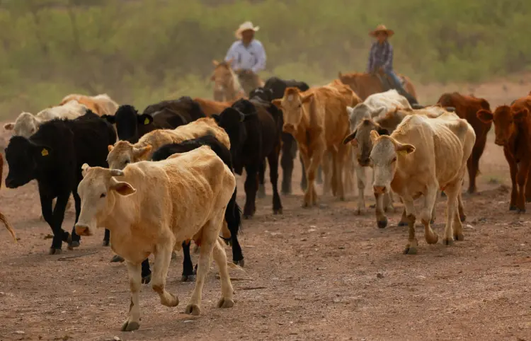 Abordan medidas contra gusano barrenador