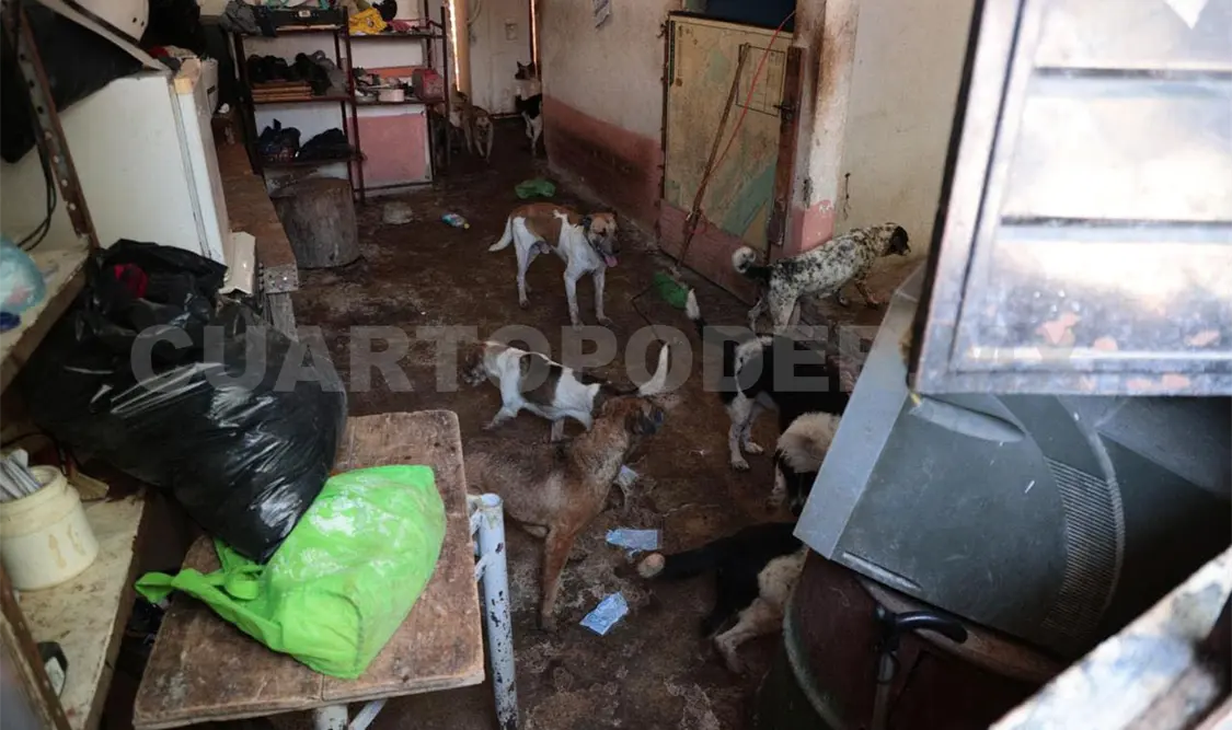 Rescatan a 18 perritos de una vivienda