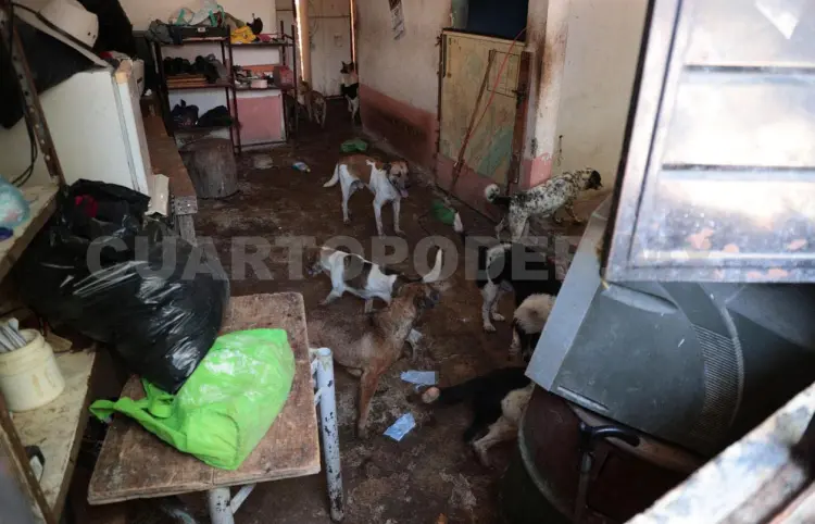 Rescatan a 18 perritos de una vivienda