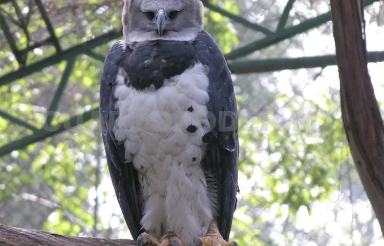 Esperan información de Brasil sobre águila arpía