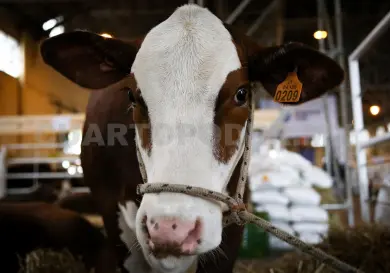 Buscan incrementar producción de leche