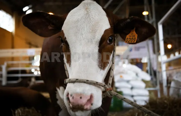 Buscan incrementar producción de leche