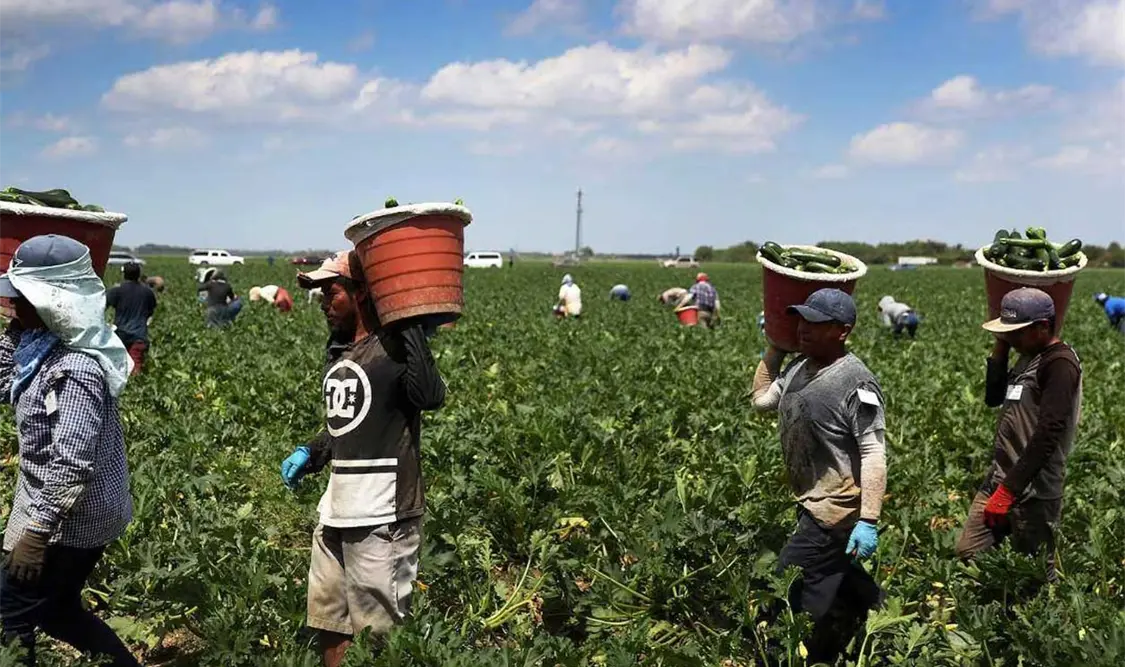 Se debilita empleo de migrantes mexicanos