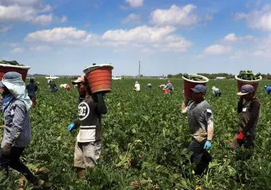 Se debilita empleo de migrantes mexicanos