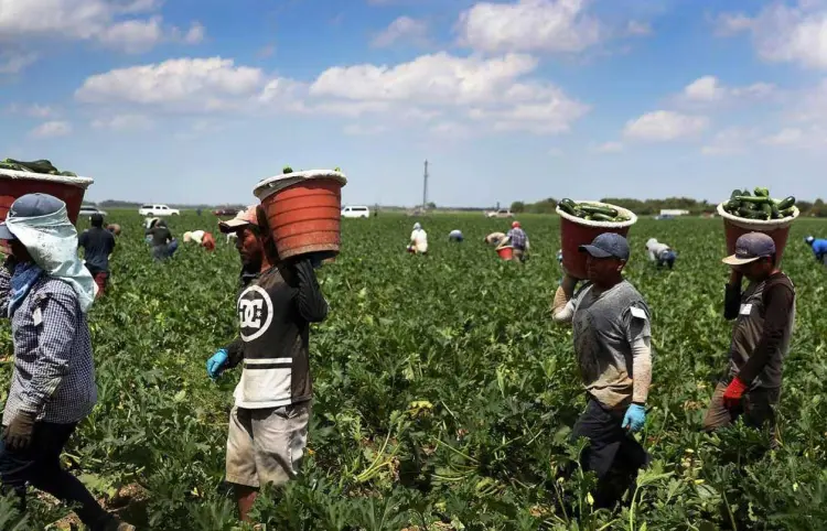 Se debilita empleo de migrantes mexicanos