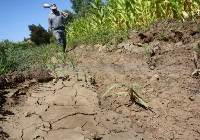 Distribuirán más de 103 mil toneladas de fertilizante