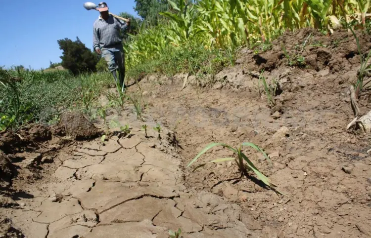 Distribuirán más de 103 mil toneladas de fertilizante