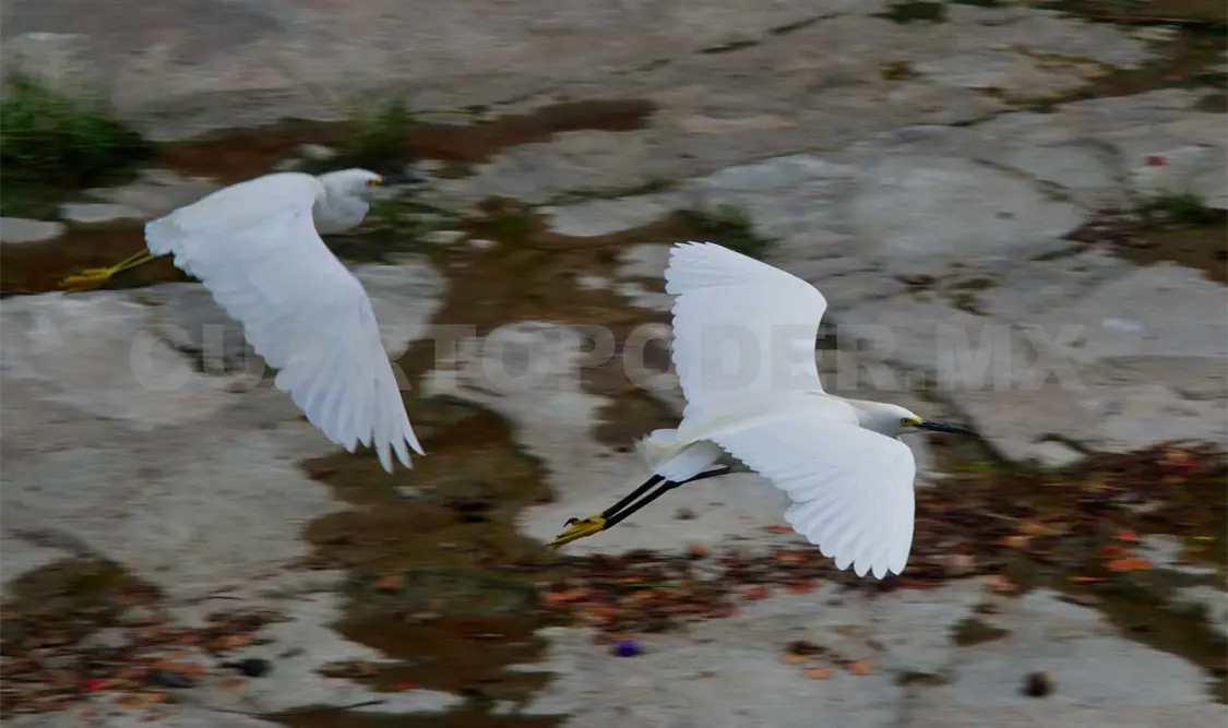Aves urbanas resisten la expansión de la ciudad