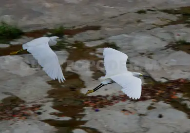 Aves urbanas resisten la expansión de la ciudad