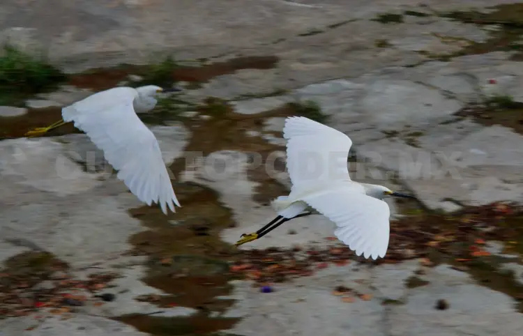 Aves urbanas resisten la expansión de la ciudad