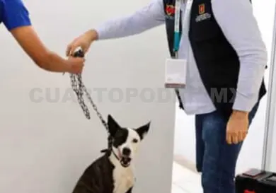 Rescata Ayuntamiento a perrita de una azotea