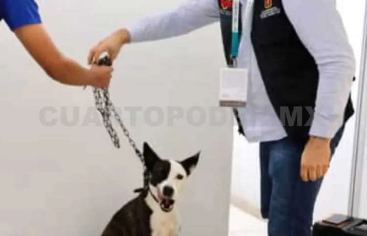 Rescata Ayuntamiento a perrita de una azotea