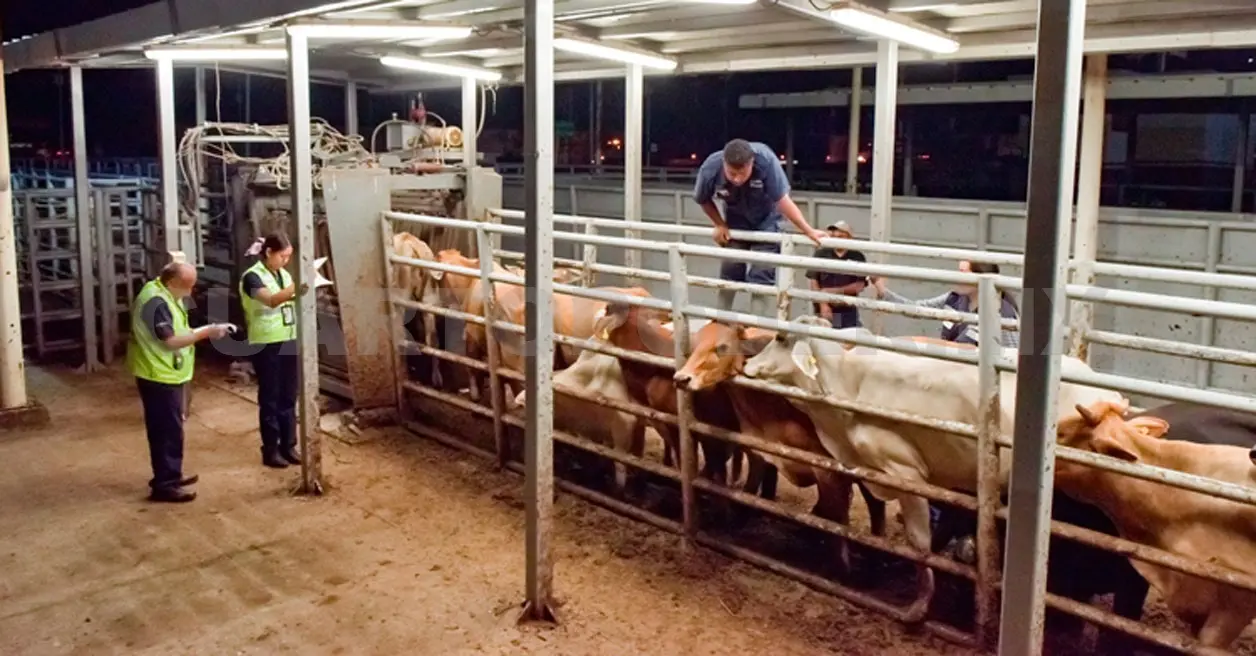 Intensifican contención del gusano barrenador