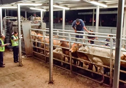 Intensifican contención del gusano barrenador
