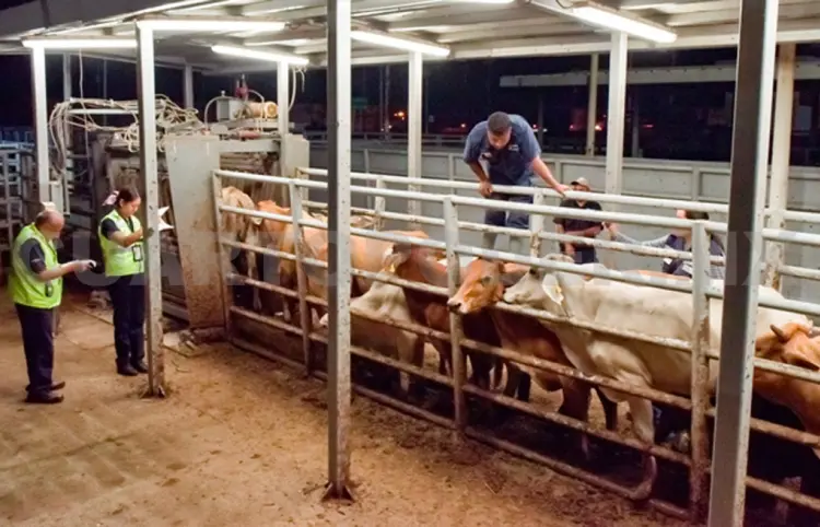 Intensifican contención del gusano barrenador