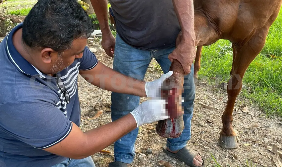 Un caballo fue detectado con esta peligrosa plaga. Víctor Sánchez / CP
