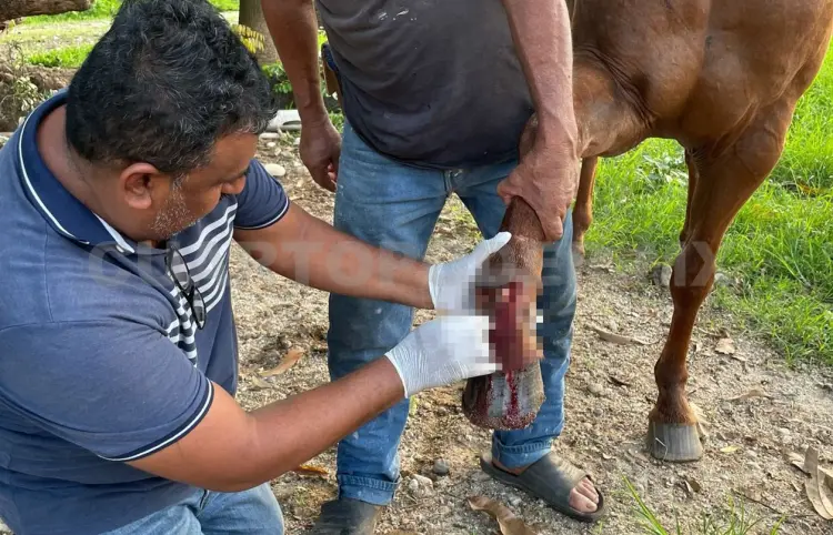 Detectan seis casos de gusano barrenador