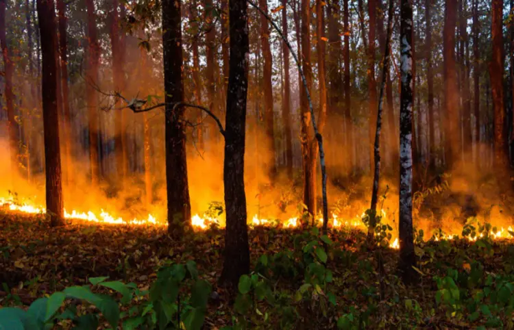 Acumula Puebla 190 incendios forestales