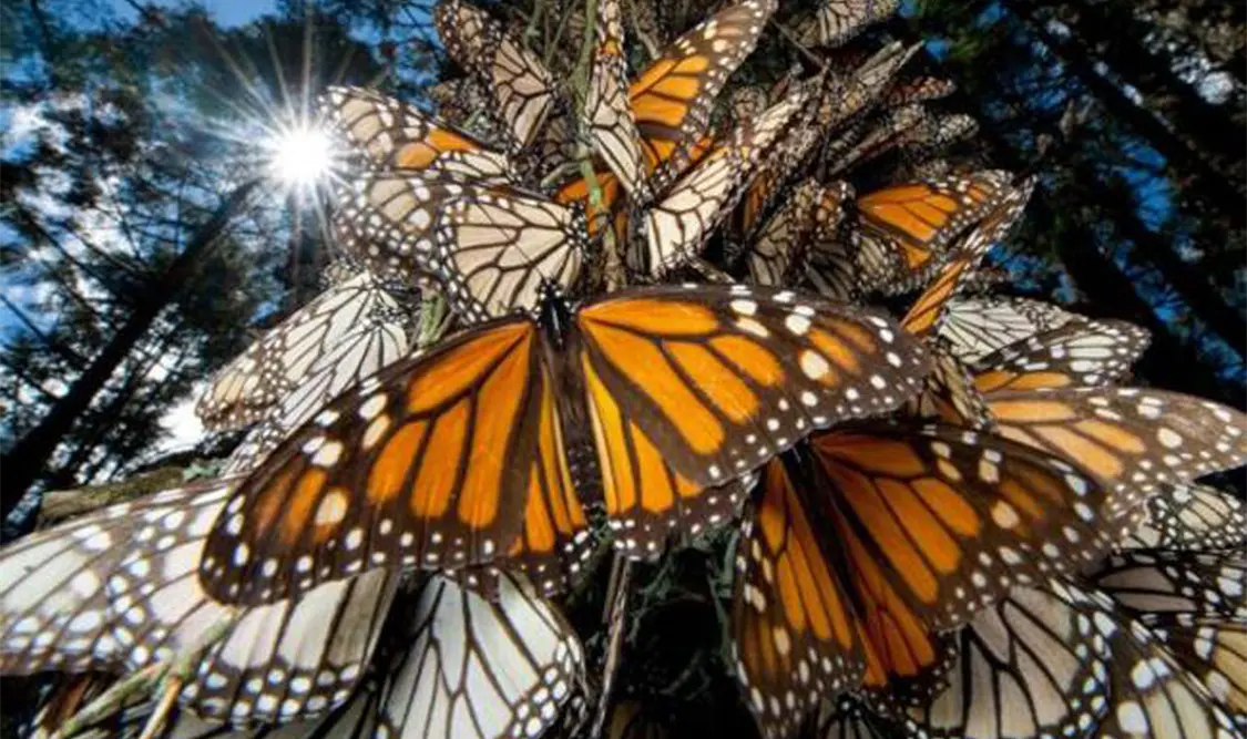 Fuego alcanza santuario de la mariposa monarca