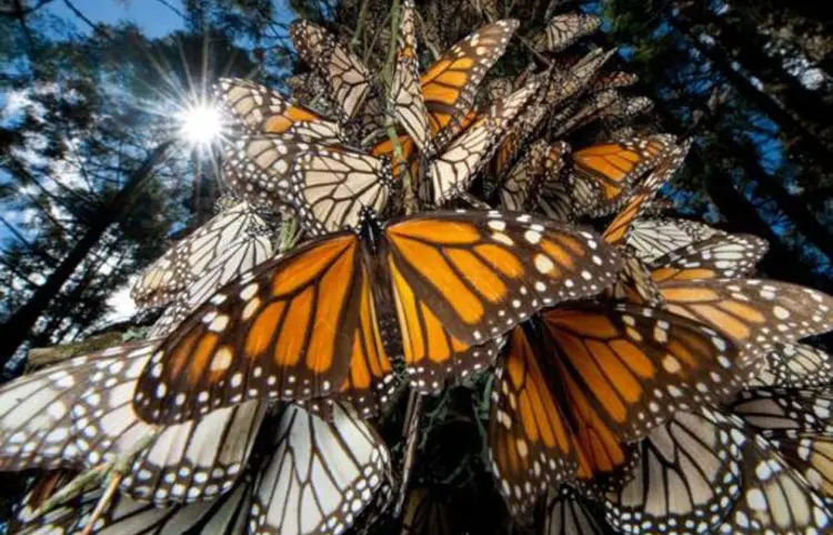 Fuego alcanza santuario de la mariposa monarca