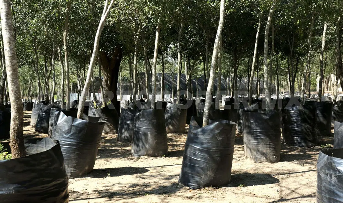 Producirán 45 mil plantas nativas para el ciclo 2025
