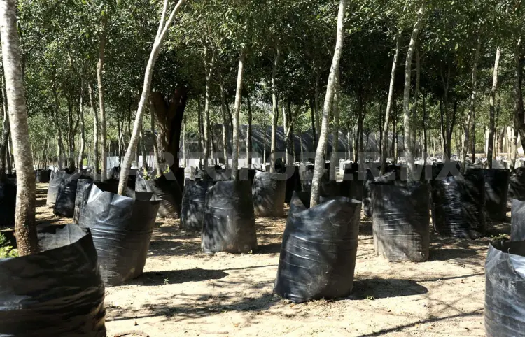 Producirán 45 mil plantas nativas para el ciclo 2025