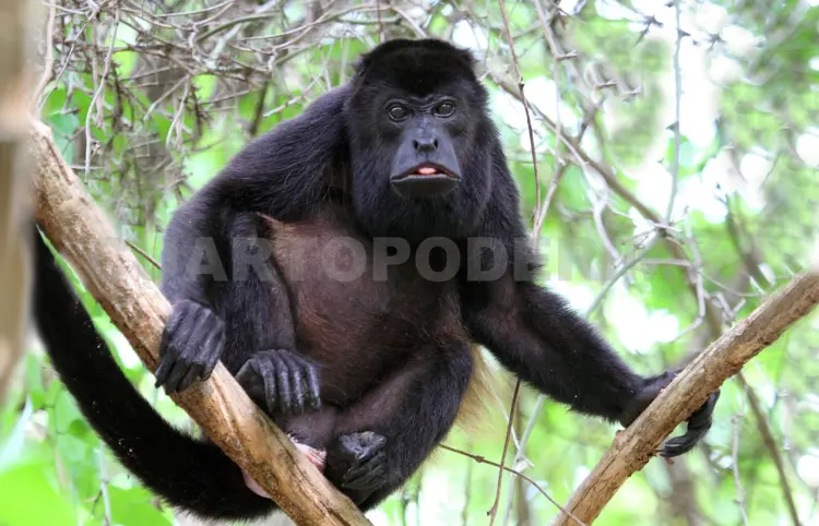 Ante calores, refuerzan protección de primates
