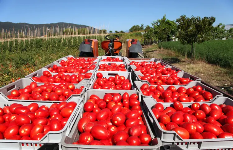 Tomate y aguacate, productos agrícolas que más exporta